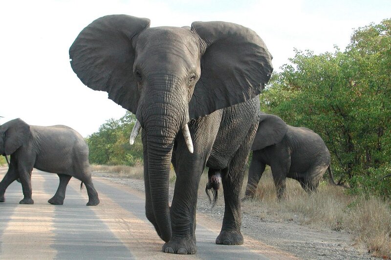 Beautiful elephant