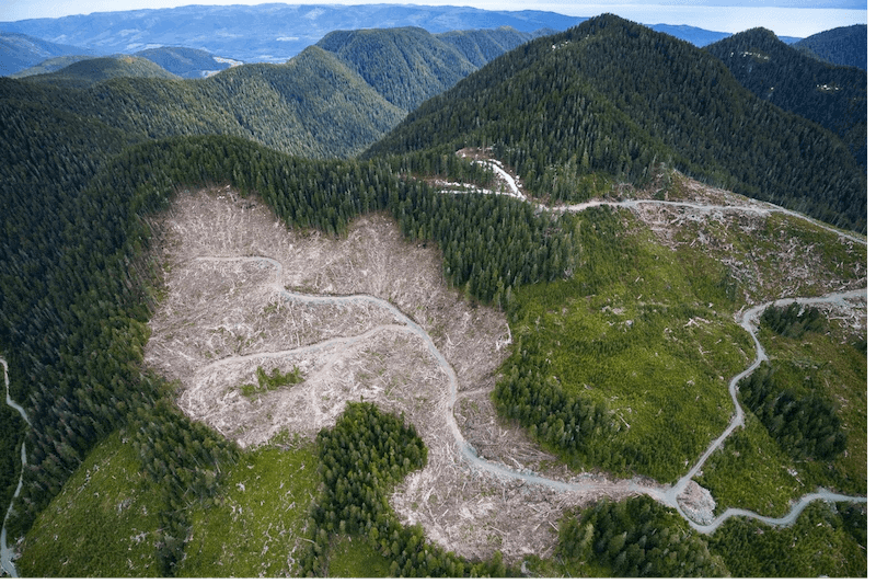 old-growth forests bc