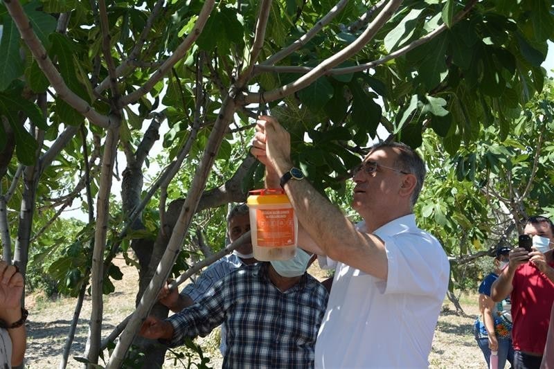 Aydın’da incir üreticilerine ekşilik böceği tuzağı dağıtıldı