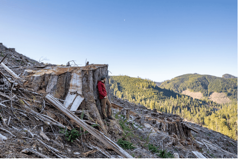 old-growth forests bc