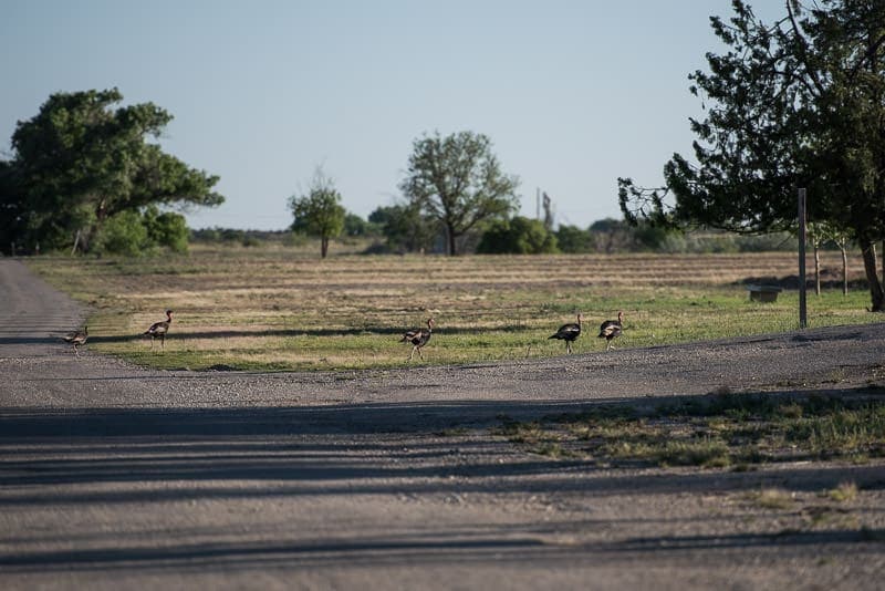 4 Turkey crossing the gravel road