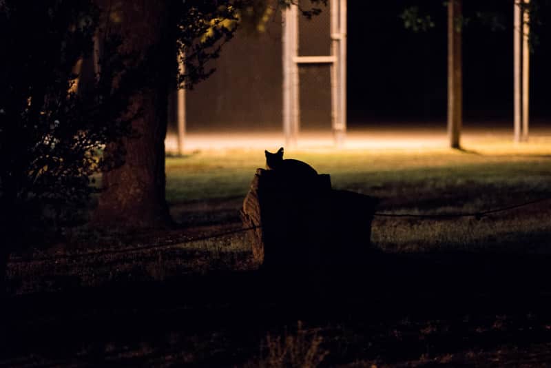 silhouette of Fox-like creature on top of a stump at our campground near carlsbad