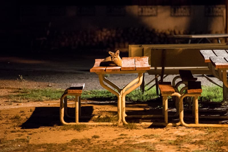 Fox-like creature sitting on top of a picnic table at Camp Washington Ranch