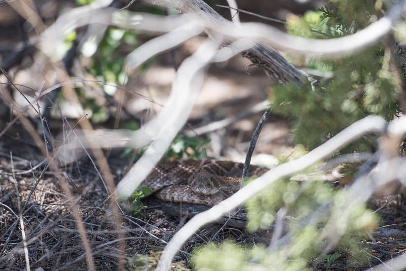 Rattlesnake hiding in the bushes that crossed the trail in front of us on the way back to our RV