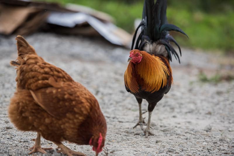 Elvis, the local Rooster and one of his hens