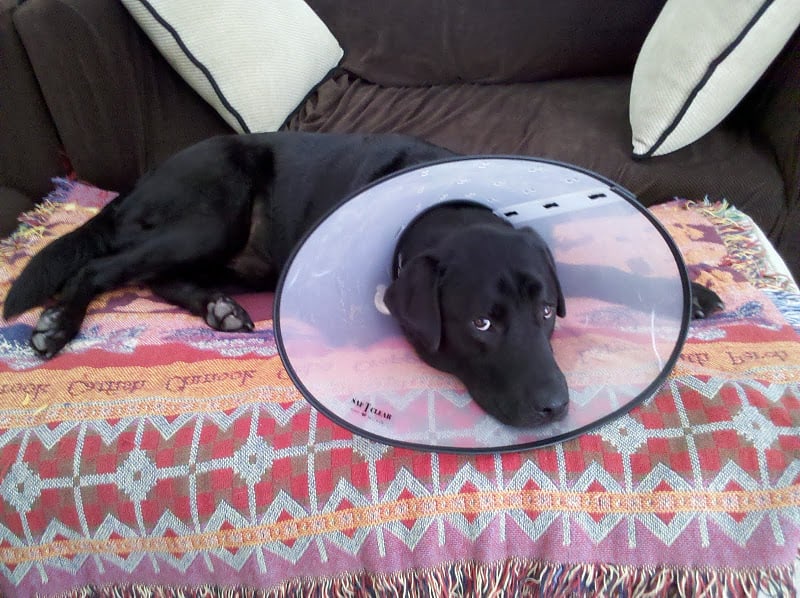 Labrador Retriever with Cone