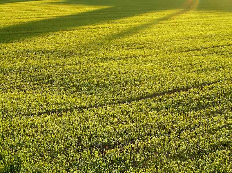 lawn_mowing_near_me