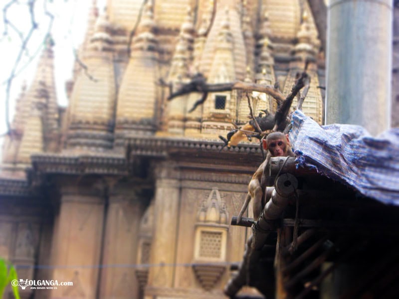 Baby monkey in Varanasi