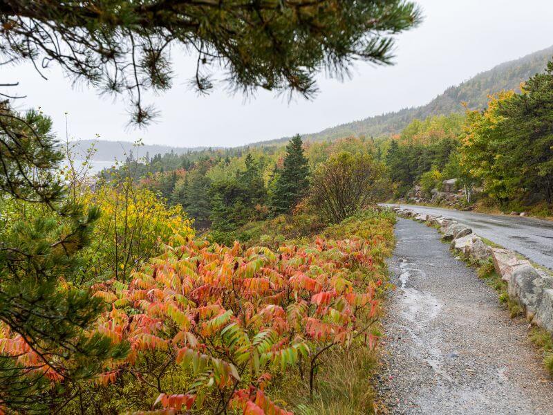 view of acadia national park park loop road in fall
