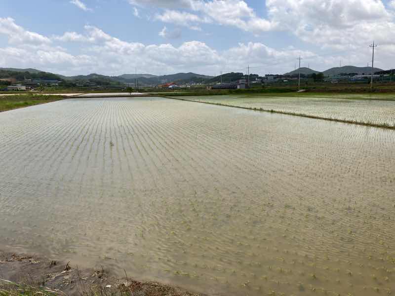 韓国の田んぼ5月