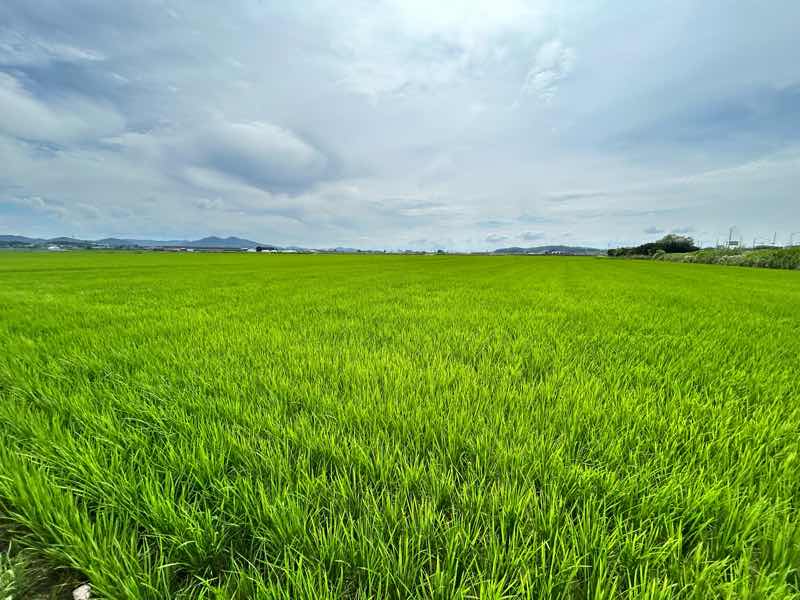 韓国の田んぼ6月