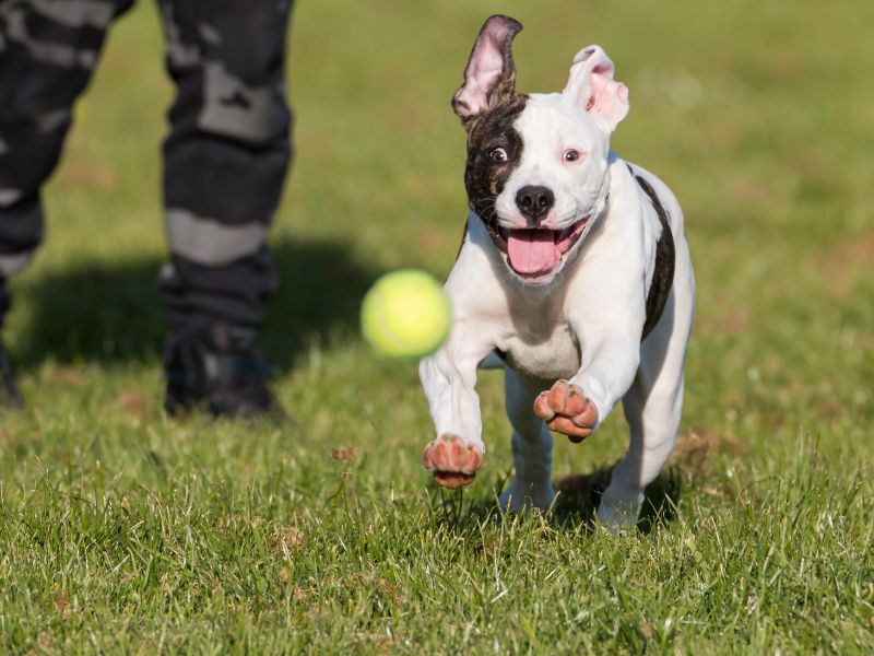 white dog chases tennis ball