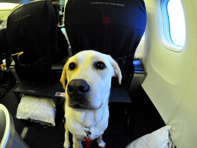 Flying With Large Dogs