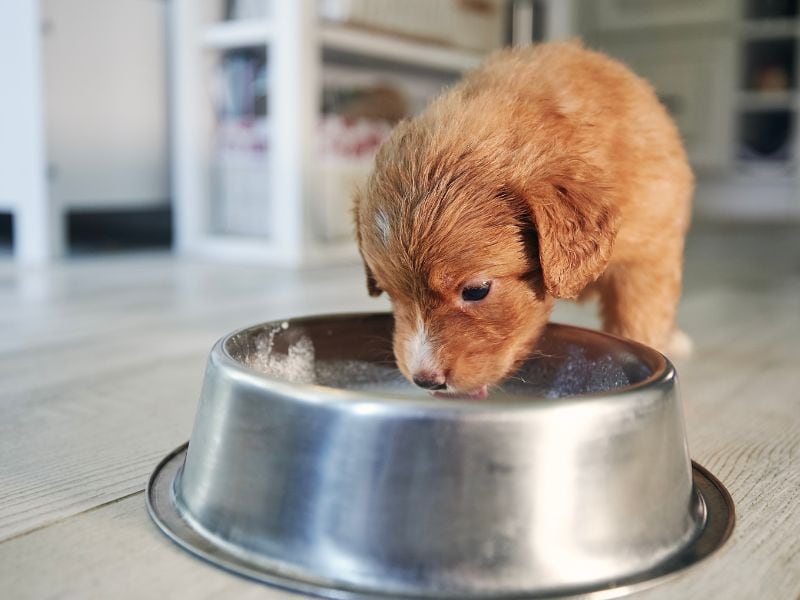 Is Goat Milk Good For Dogs? - 20 Reasons Why It Is - Puppy In Training