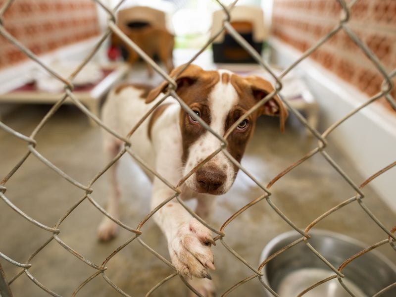 rescue dog paws at the fence