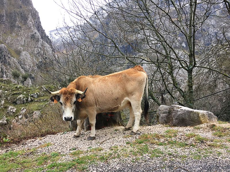 Arenas de Cabrales en invierno - La Fuentina - Vaca