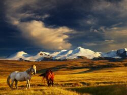Mongolija putovanje: dva konja u zlatnoj mongolskoj stepi ispod snežnih planina