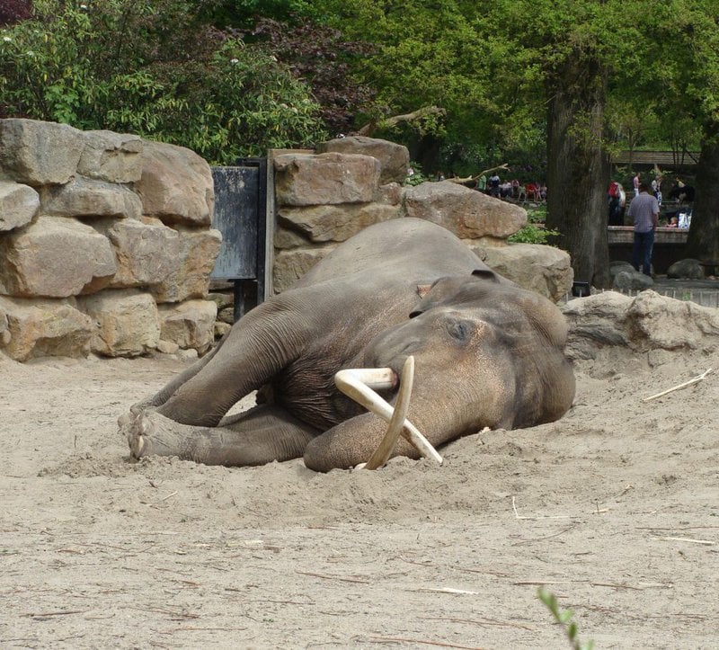 Resting elephant