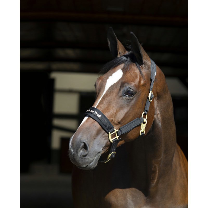 ular-werano Ular Werano