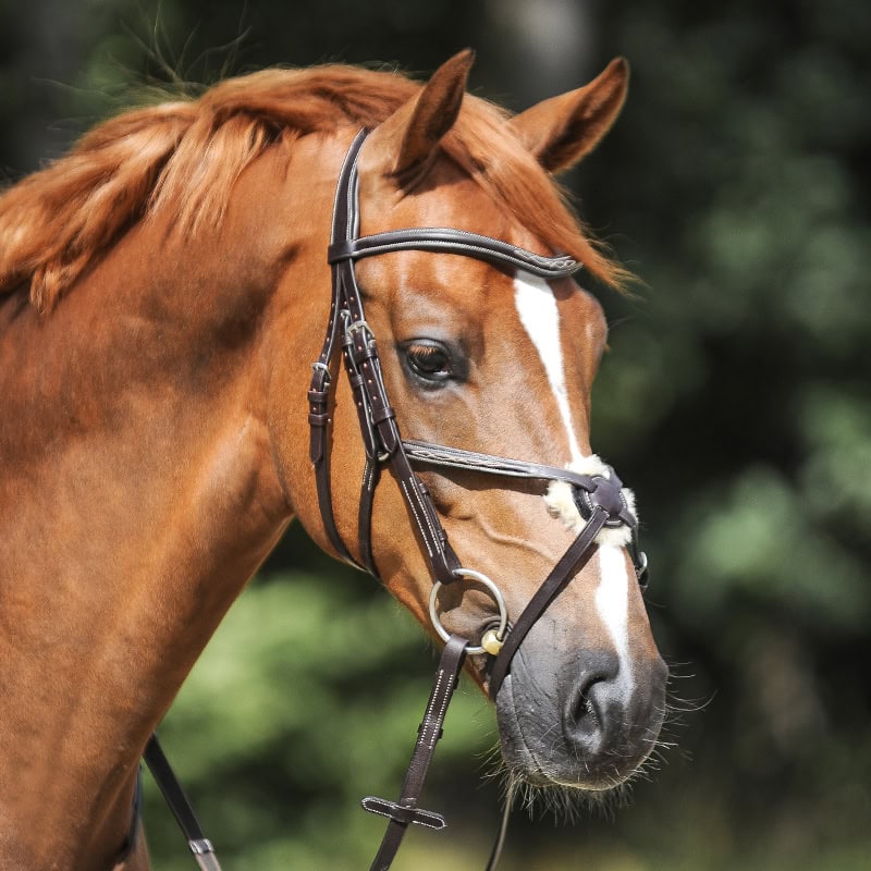 Uzda Diandro Kavalkade Uzda Diandro Kavalkade