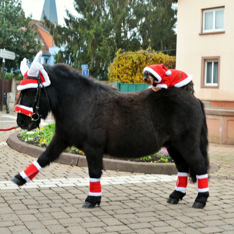 Božićni bandaži za konja Equitheme 4 Božićni bandaži za konja Equitheme 4