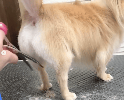 21 2 15 Instagram投稿 チワワのりん君 333 Dog Care トリミングの道具店