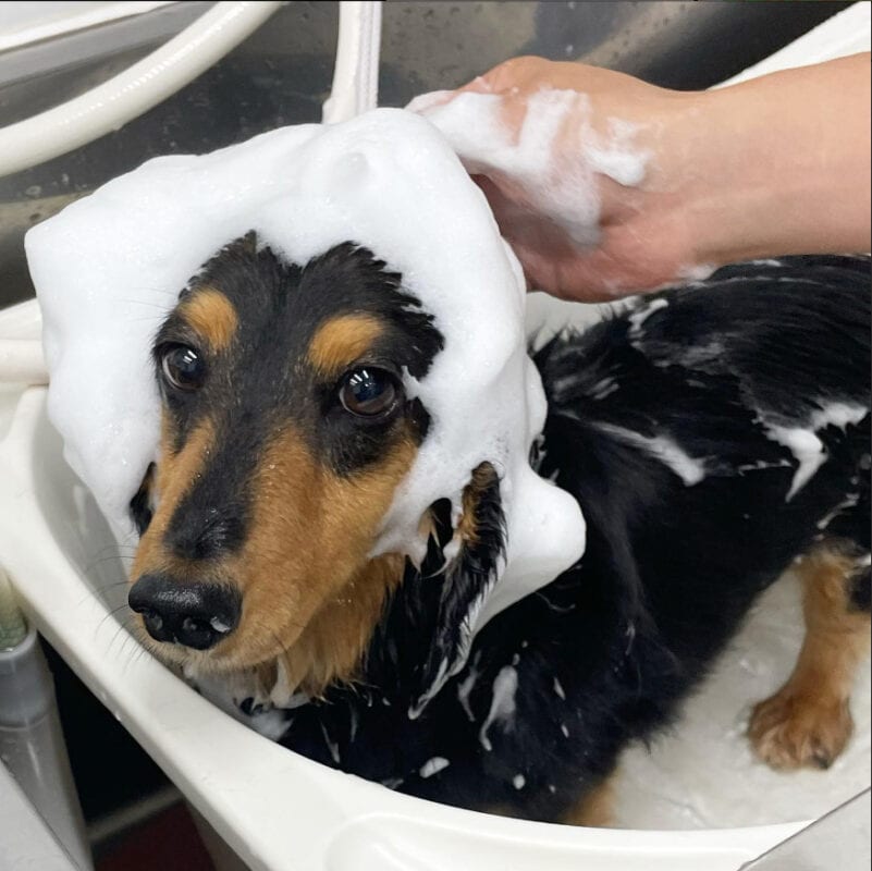 ACOCO/シャンプー/泡