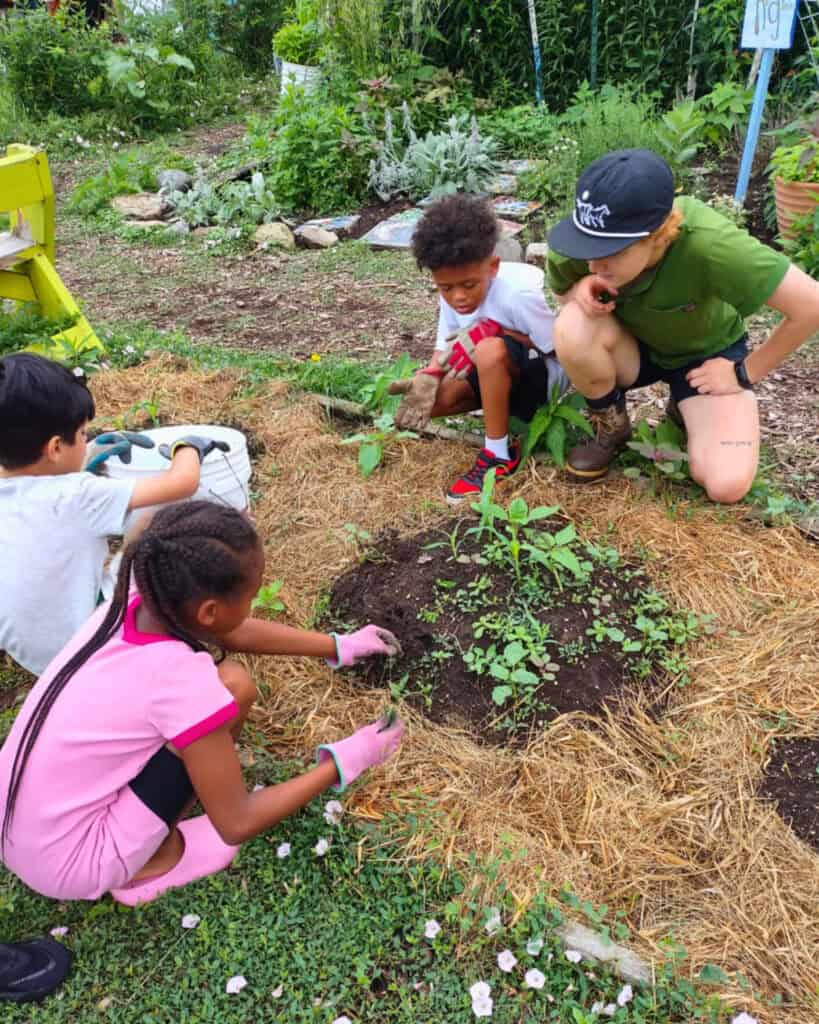 three kids working together with Rooted's Kids' Garden Manager to grow potatoes for the community