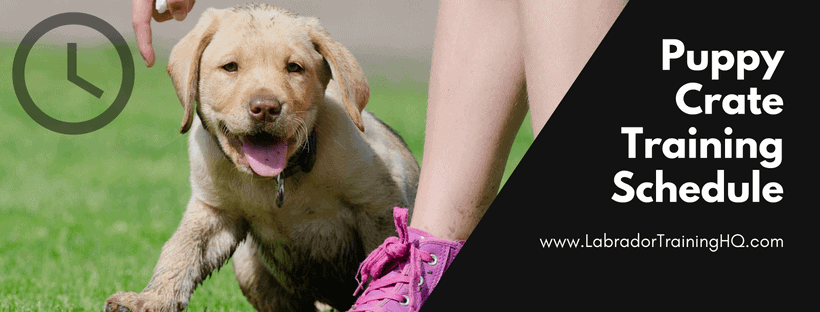 Dog Training: How to Crate Train a Puppy · The Wildest