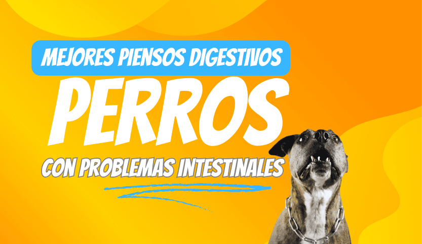 Mejores piensos para perros con problemas digestivos
