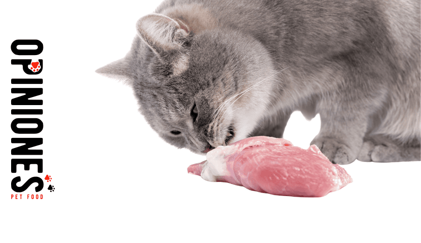 ¿Qué opinamos de la dieta BARF para gatos?