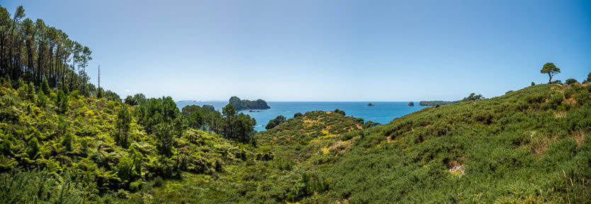 cathedral cove walk in the coromandel nz