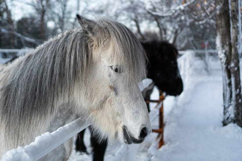 Fridheimar Greenhouse horses | Golden Circle, South Iceland