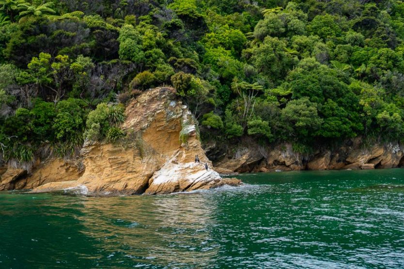 birds on a rock in queen charlotte sound picton mail boat cruise with beachcomber