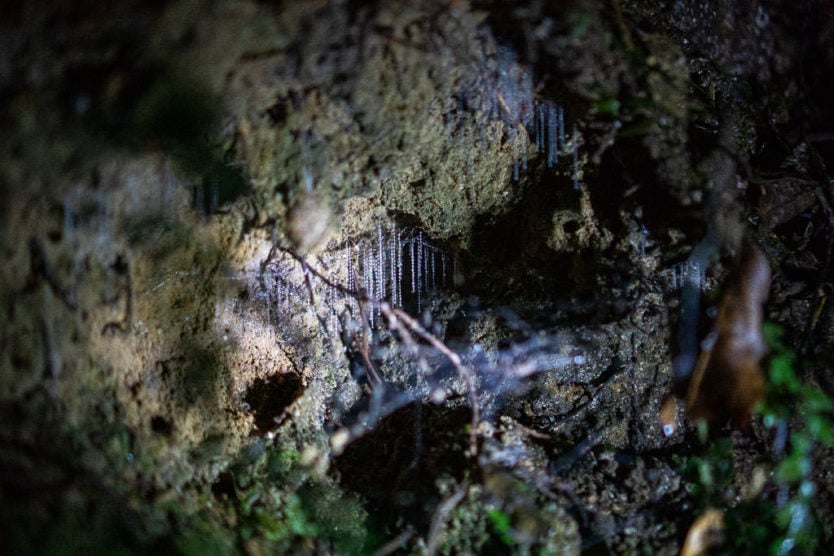 glow worm night tour at an eco-sanctuary in rotorua