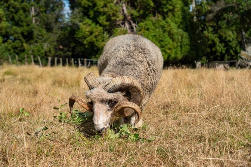 Mount Tutu Sheep at Mount Tutu Eco-Sanctuary near Rotorua