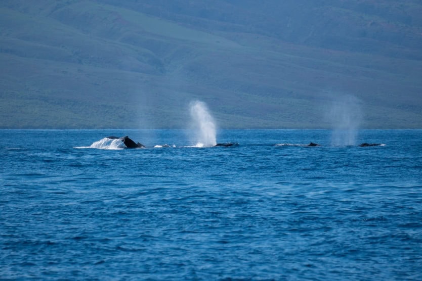 trilogy whale watch tour maui