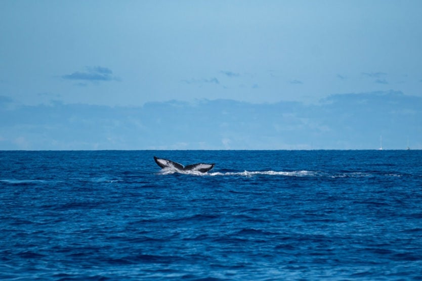 trilogy whale watch tour maui