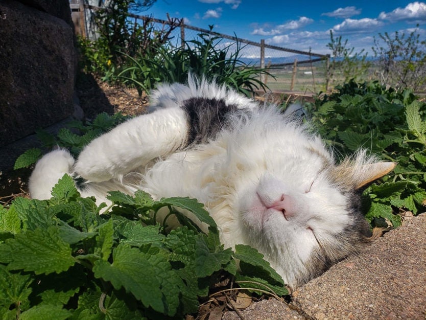 cat laying in catnip