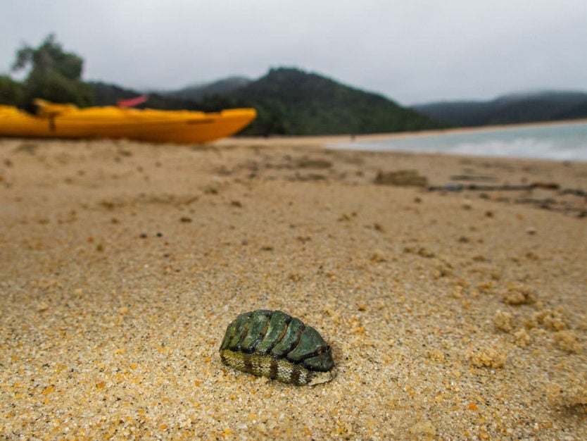 Snakeskin chiton on the sand of Onetahuti beach with kayaks