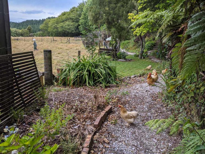 Chickens wondering the grounds at an eco-sanctuary in New Zealand