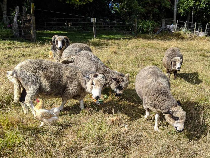 Mount tutu sheep and chickens with chicks during feeding time at an eco-sanctuary