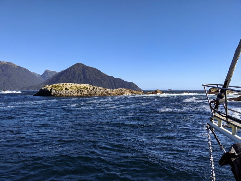 real journeys doubtful sound tour tasman sea seals