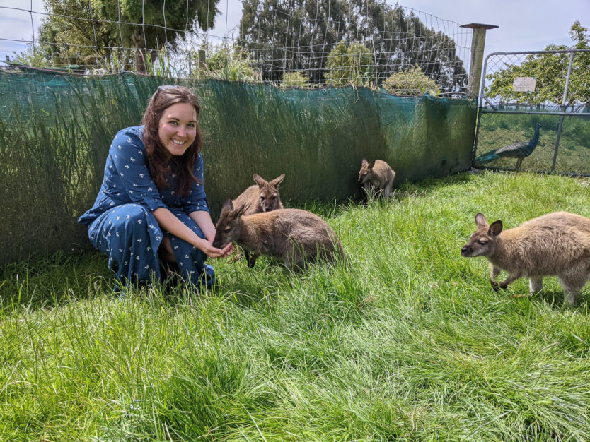 waimate wallaby park new zealand