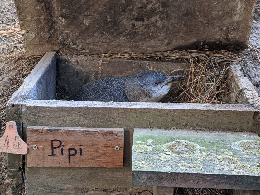 little blue penguin tour in akaroa