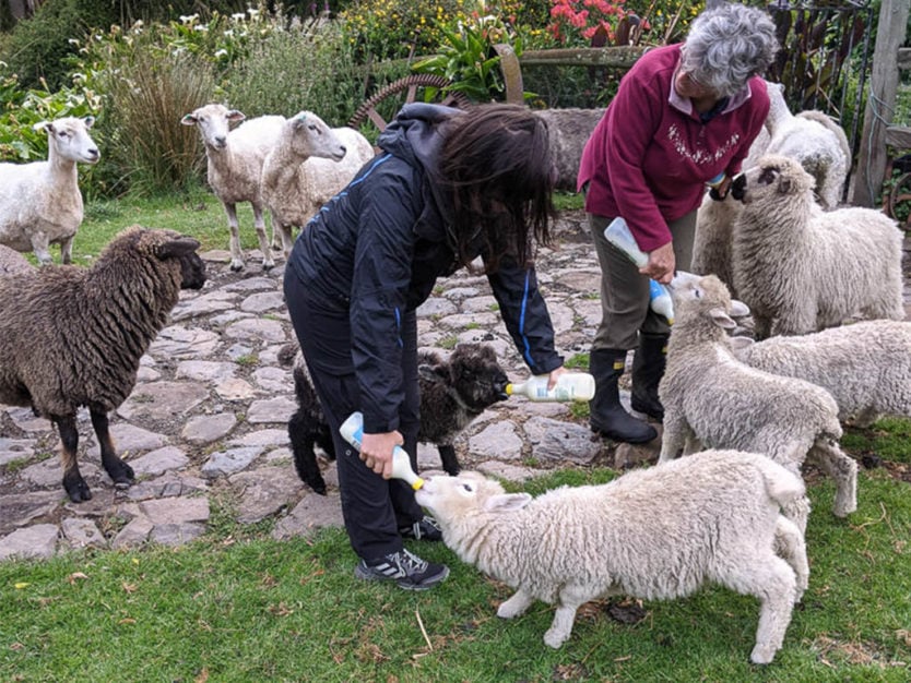 bottle feeding sheep in new zealand