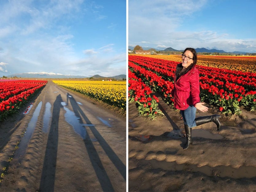 skagit valley tulip festival roozengaarde