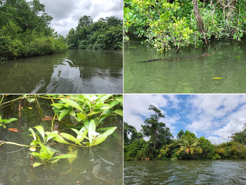 daintree river cruise views and crocodiles