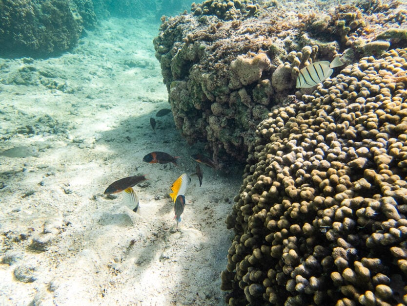 kaneohe sandbar snorkeling