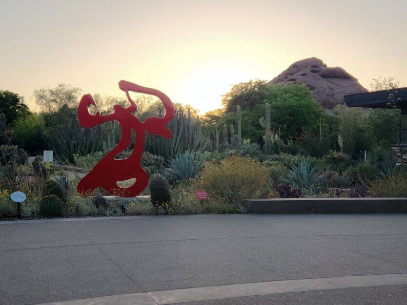 sunset with cactus and desert landscape views at desert botanical garden